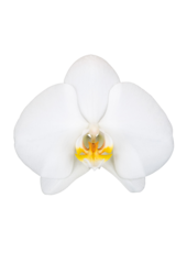 Orchidée Blanche Double Tige
