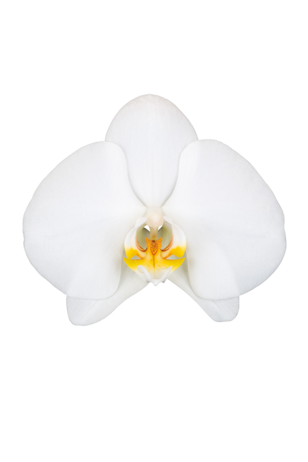 Orchidée Blanche Double Tige
