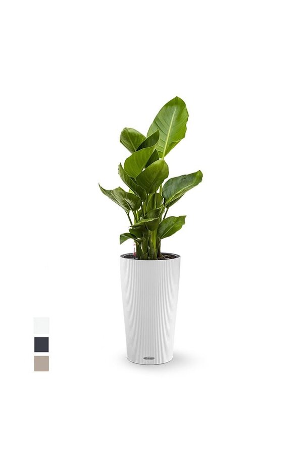 Strelitzia dans un Cilindro auto-irrigant