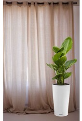 Strelitzia dans un Cilindro auto-irrigant