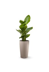 Strelitzia dans un Cilindro auto-irrigant