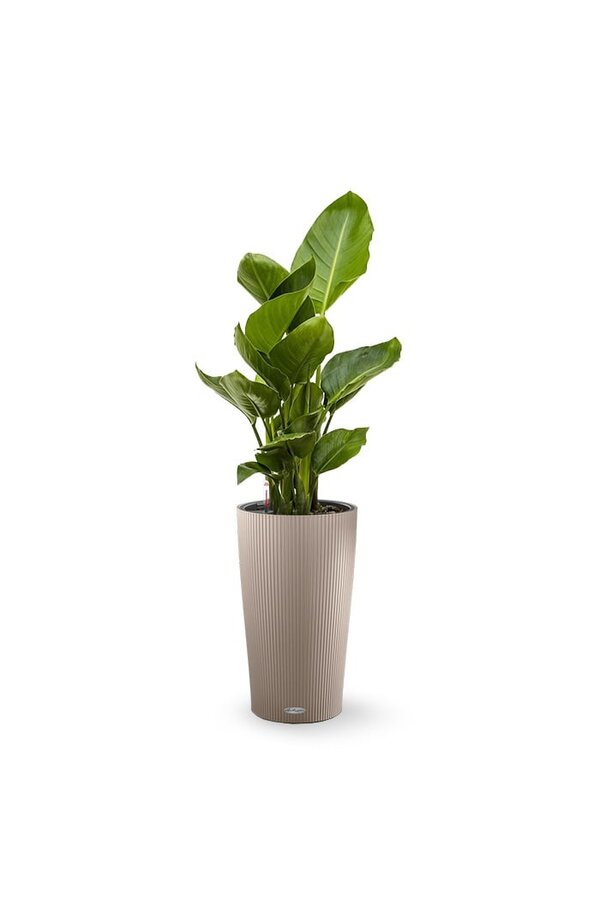 Strelitzia dans un Cilindro auto-irrigant