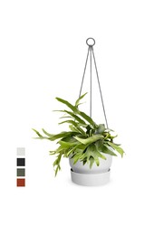 Platycerium dans un pot suspendu greenville