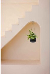 Platycerium dans un pot suspendu greenville