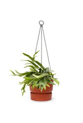 Platycerium dans un pot suspendu greenville