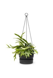 Platycerium dans un pot suspendu greenville