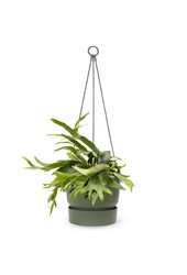 Platycerium dans un pot suspendu greenville