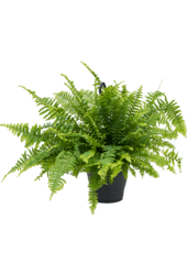 Hangplant Krulvaren Green Lady M