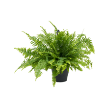 Hangplant Nephrolepis