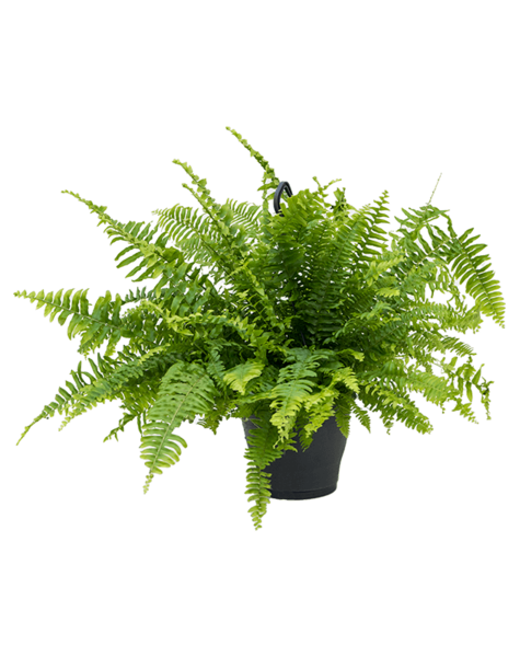 Plante suspendue Nephrolepis