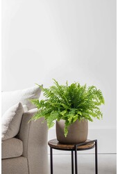 Hangplant Krulvaren Green Lady M