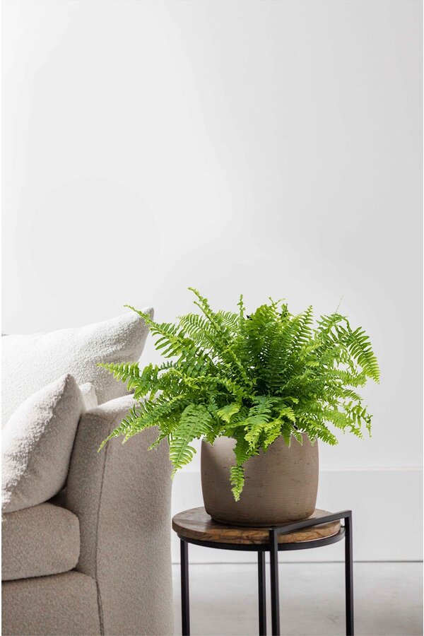 Hangplant Krulvaren Green Lady M