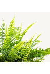 Plante suspendue Fougère de Boston Green Lady M