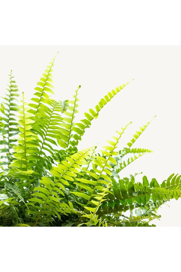 Hangplant Krulvaren Green Lady M