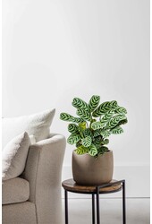 Ctenanthe burle-marxii Amabilis