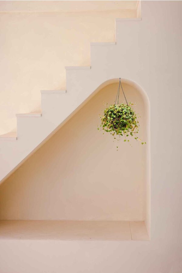 Peperomia Pepperspot hangplant