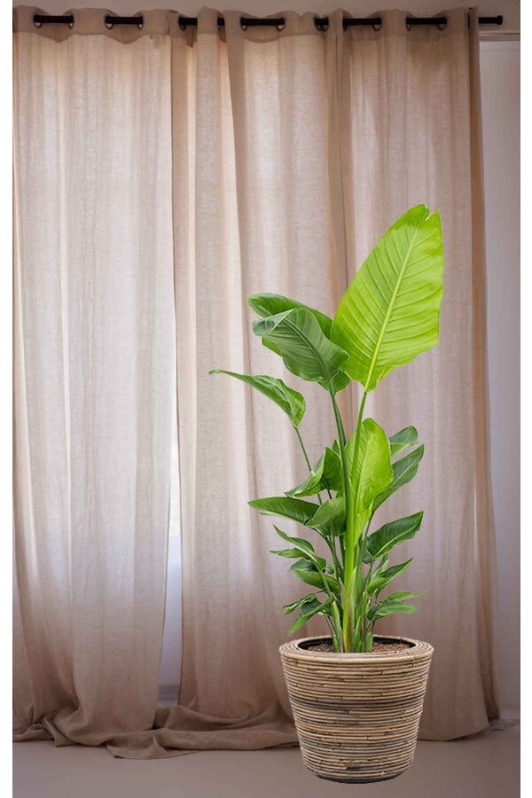 Strelitzia dans un Pot en Rotin