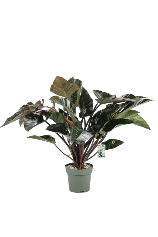 Philodendron Red Beauty