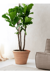 Trésor Kyra L Orange Brique