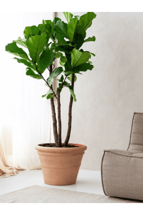 Trésor Kyra L Orange Brique