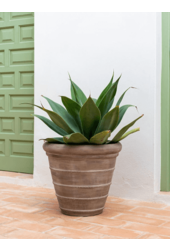 Trésor Selena S Beige craie