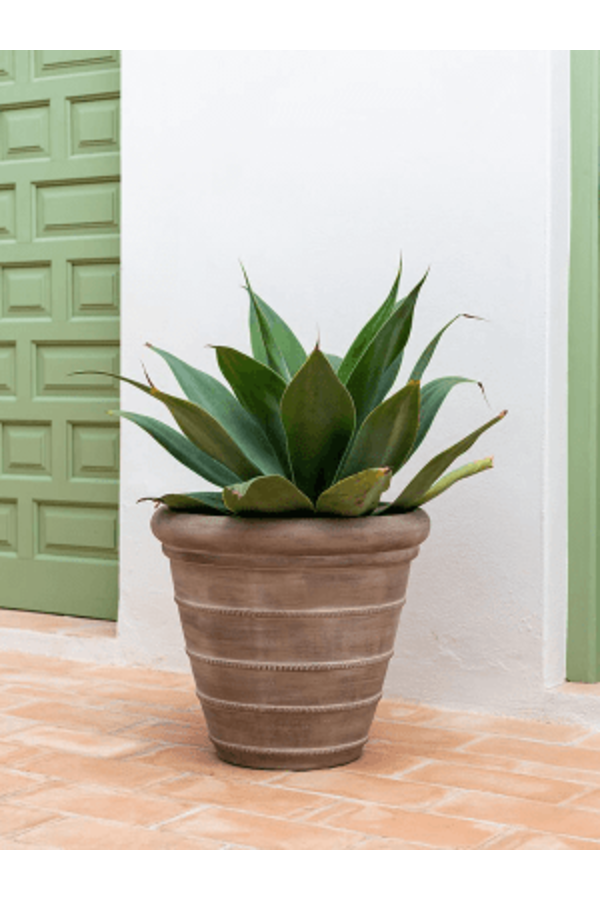 Trésor Selena S Beige craie