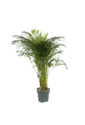 Palmier papillon Areca