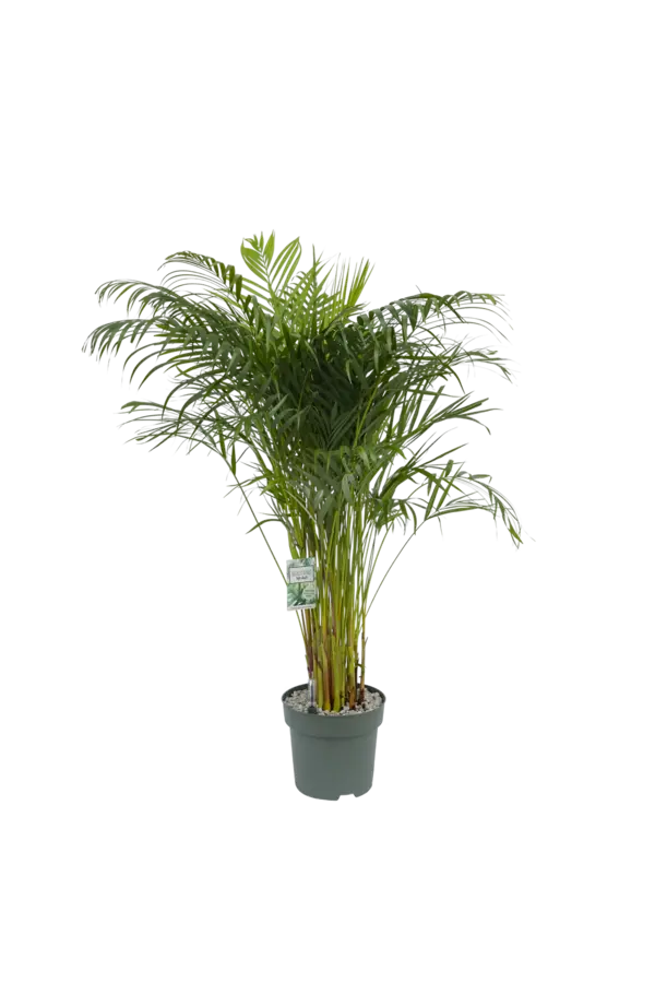 Palmier papillon Areca