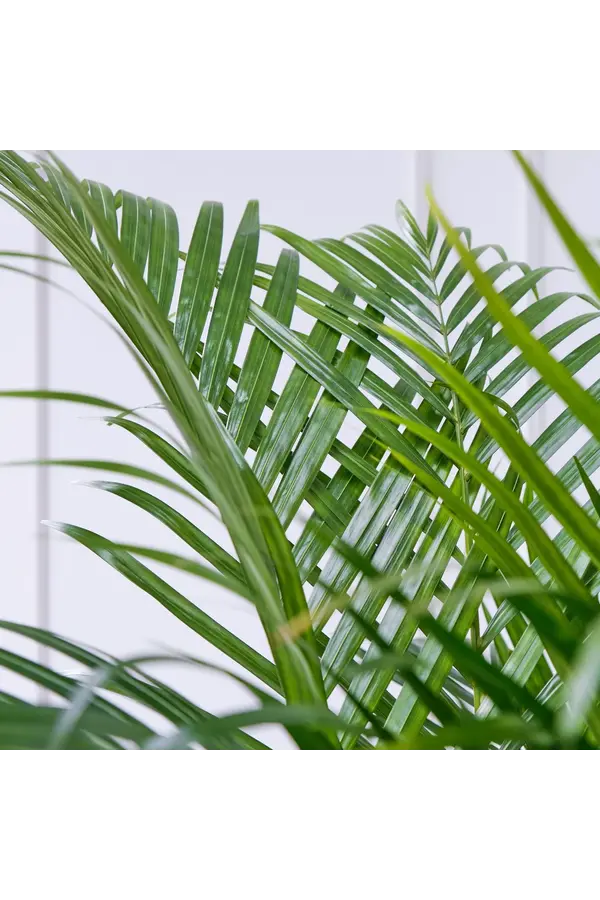 Palmier papillon Areca