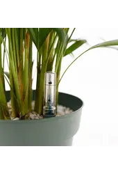 Palmier papillon Areca