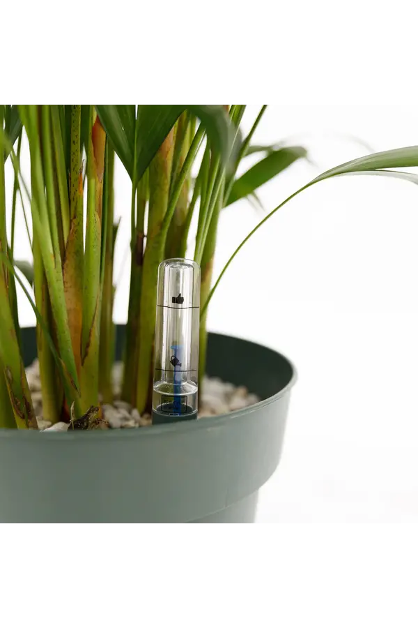 Palmier papillon Areca