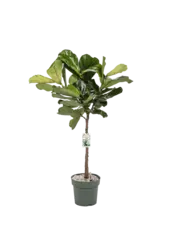 Ficus Lyrata Stam