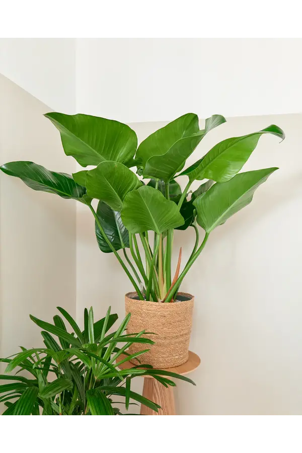 Philodendron Green beauty