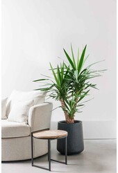 Lis de palmier Yucca ramifié L