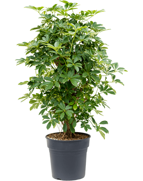 Schefflera