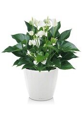 Anthurium White Champion dans le Classico auto-arrosant