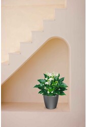 Anthurium White Champion dans le Classico auto-arrosant