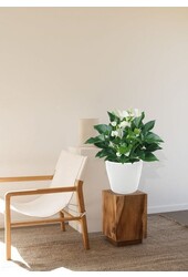 Anthurium White Champion dans le Classico auto-arrosant