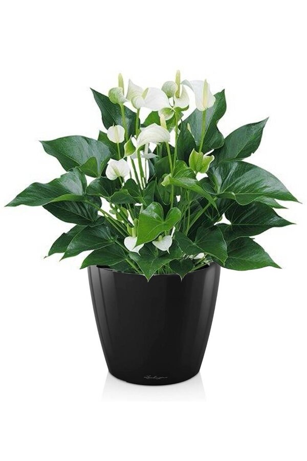 Anthurium White Champion dans le Classico auto-arrosant