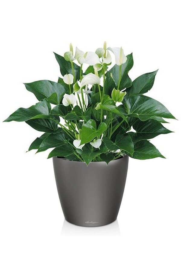 Anthurium White Champion dans le Classico auto-arrosant