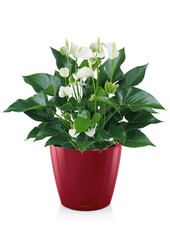 Anthurium White Champion dans le Classico auto-arrosant