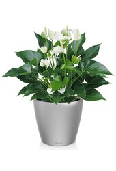 Anthurium White Champion dans le Classico auto-arrosant