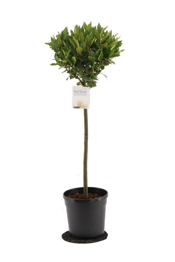 Laurus Nobilis Stam M