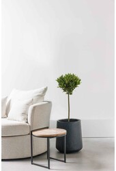 Laurus Nobilis Stam M