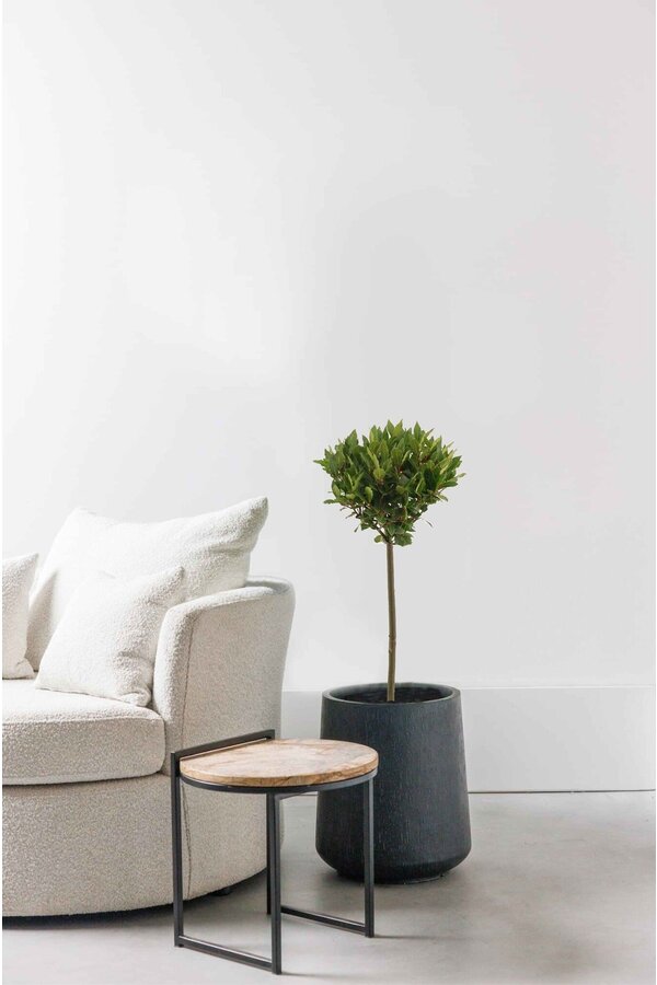 Laurus Nobilis Stam M