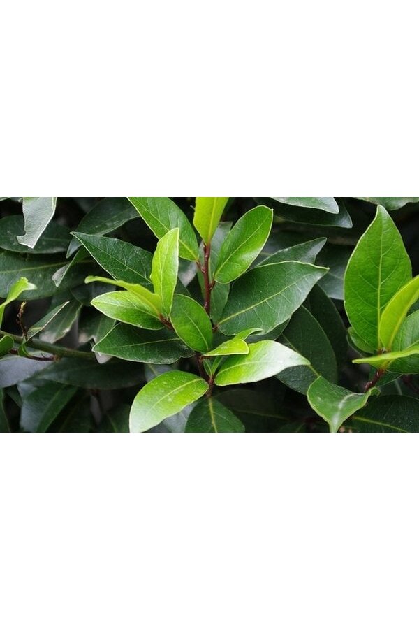 Laurus Nobilis Stam M