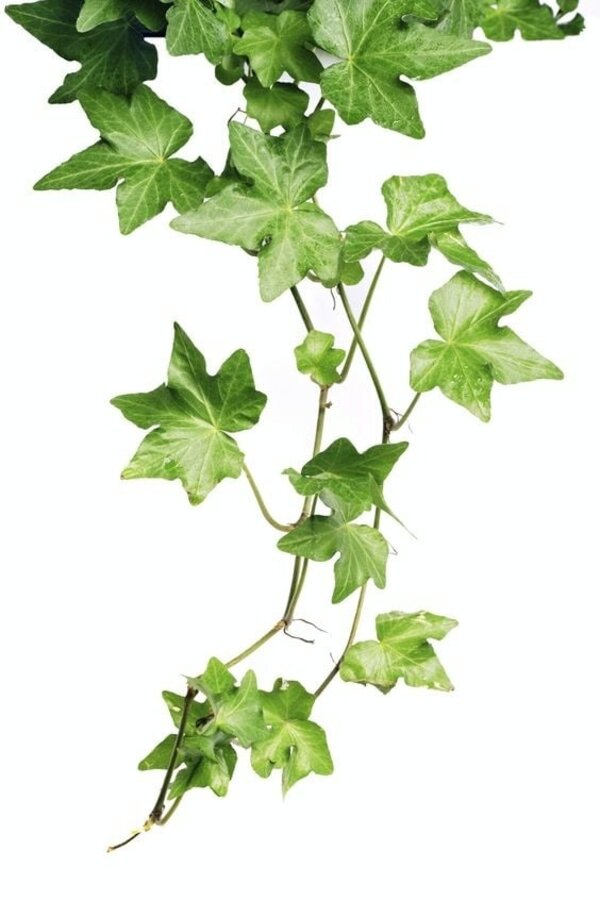 Hedera Helix Pittsburgh
