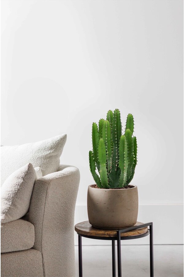 Euphorbia triangularis