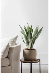 Sansevieria Metallica L