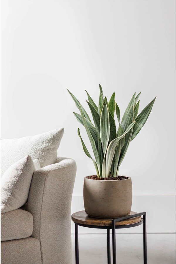 Sansevieria Metallica L